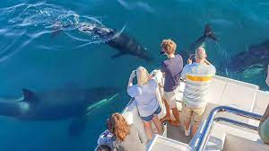 Whale & Dolphin Safari - Image 2