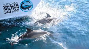 Whale & Dolphin Safari - Image 4