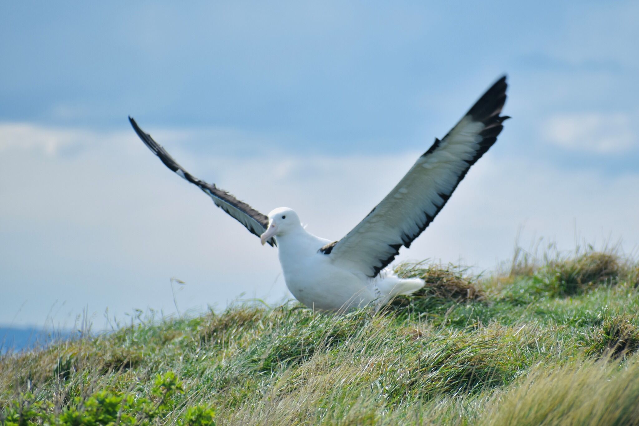 Guided Albatross wildlife tour and visit to Taiaroa Head Nature Reserve