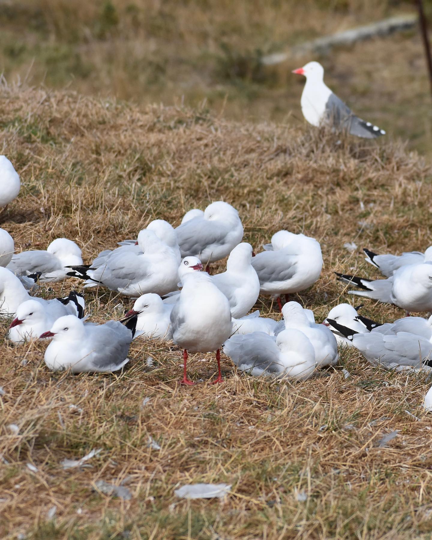Guided Albatross wildlife tour and visit to Taiaroa Head Nature Reserve - Image 3