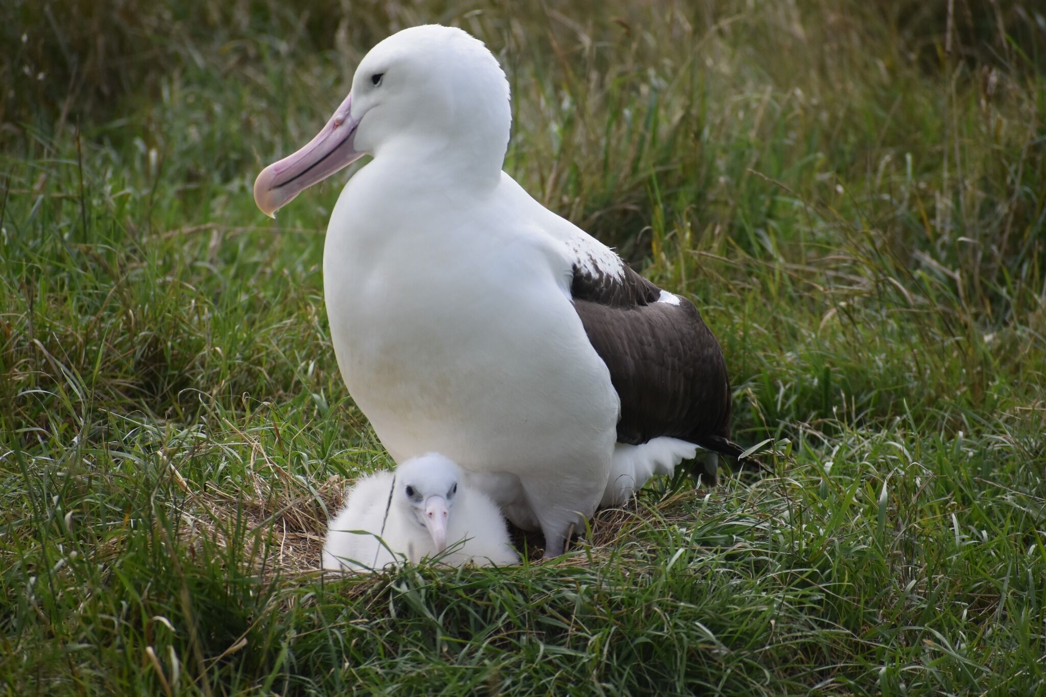 Guided Albatross wildlife tour and visit to Taiaroa Head Nature Reserve - Image 4